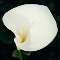 (04) calla lily